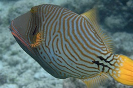 Triggerfish Needed to Grow Reefs, New Research Finds